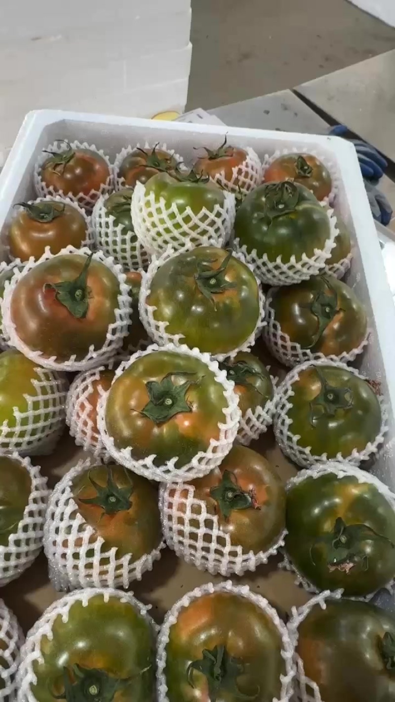 东北铁皮柿子