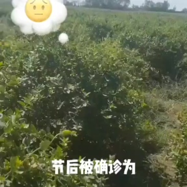 金银花老树桩3公分到10公分