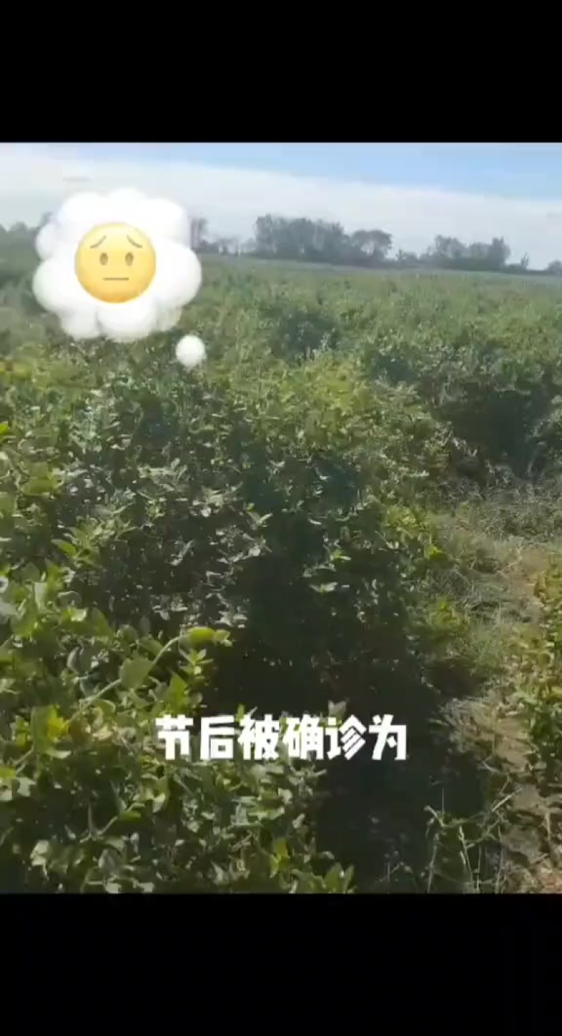 金银花老树桩3公分到10公分