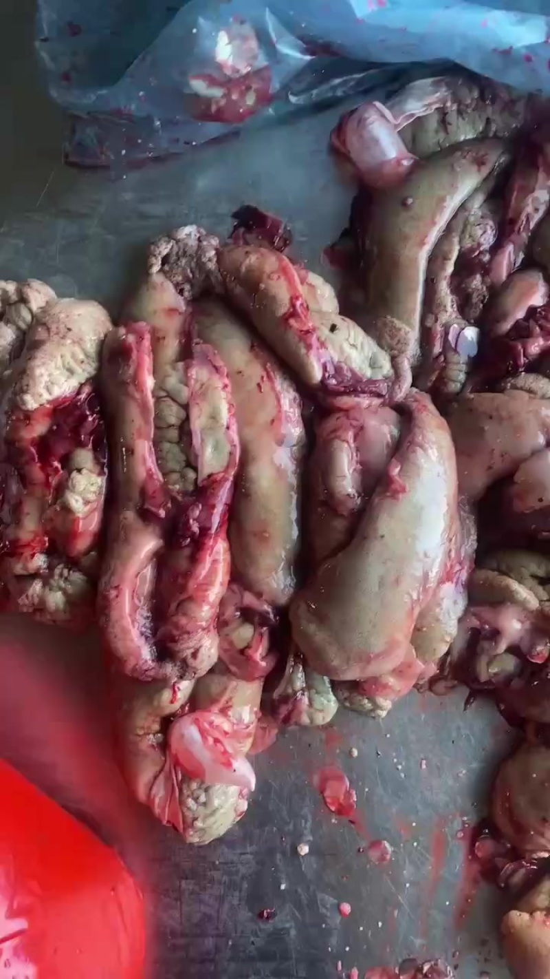 鲤鱼籽