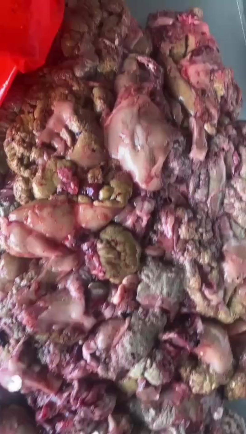 鲤鱼籽