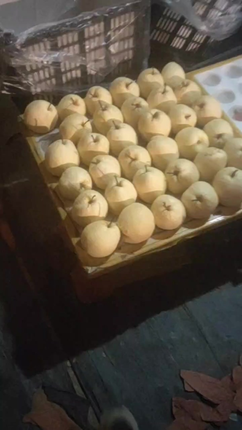 精品酥梨，贡梨，蜜梨，纯商品，口感嘎嘎甜，皮毛亮度嘎嘎好