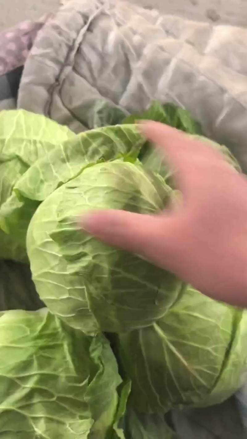 甘蓝