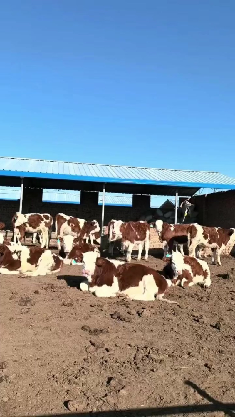 大量出售西门塔尔小牛