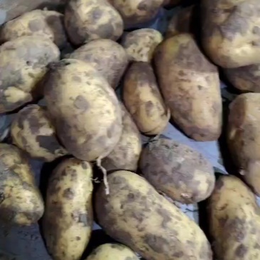 蒙冀土豆大量上市欢迎前来选购