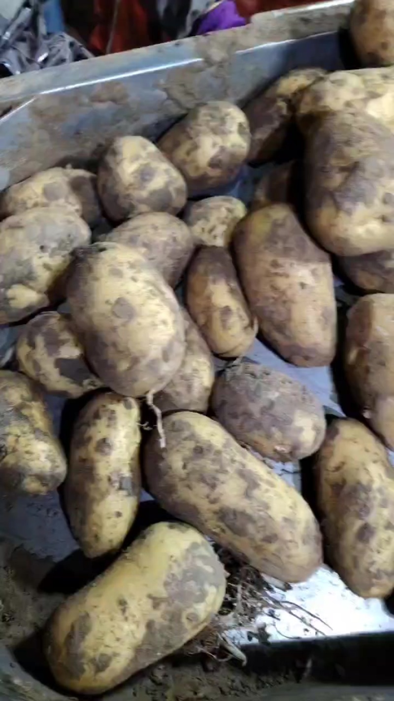 蒙冀土豆大量上市欢迎前来选购