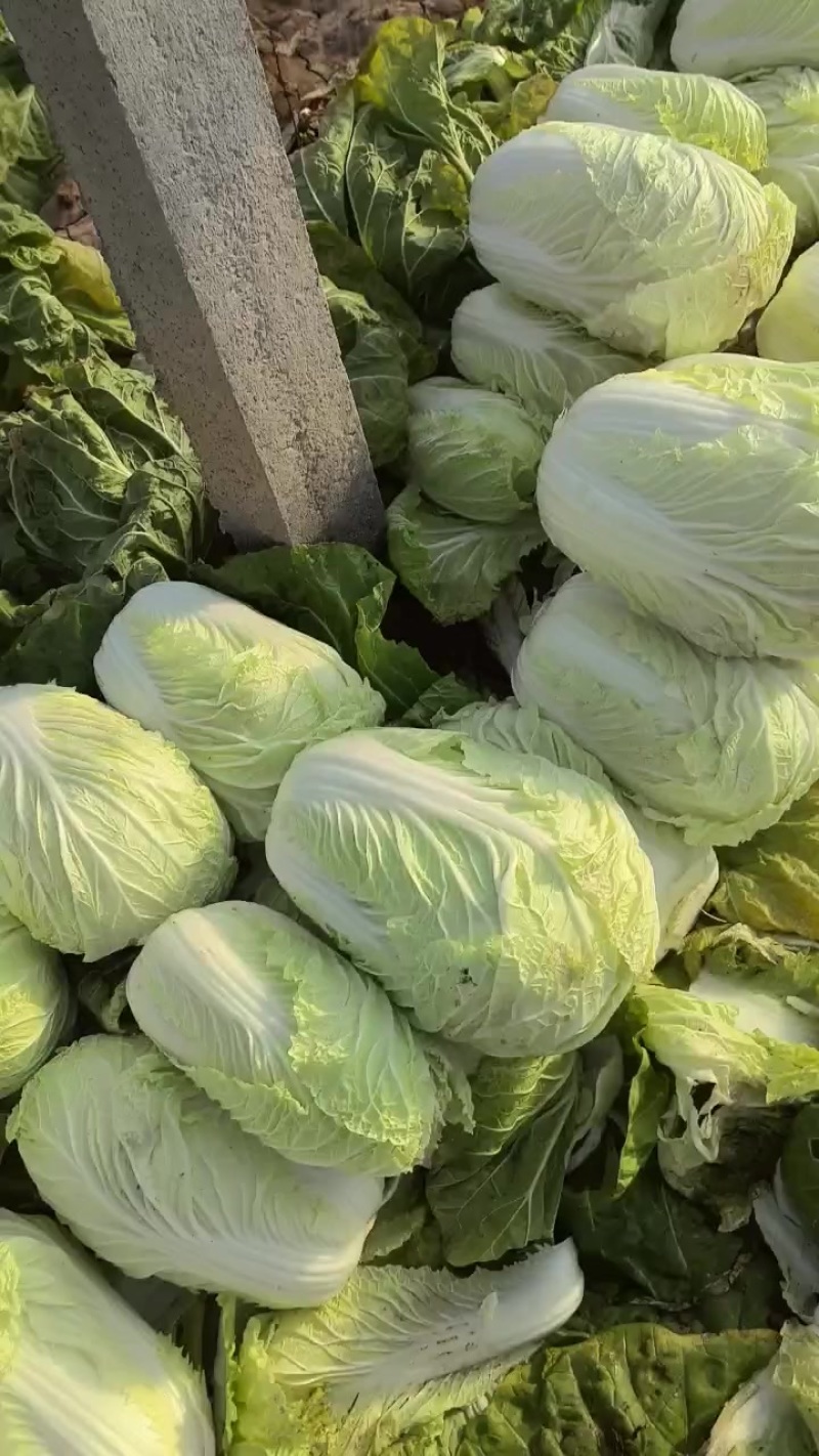 涮锅专用白菜