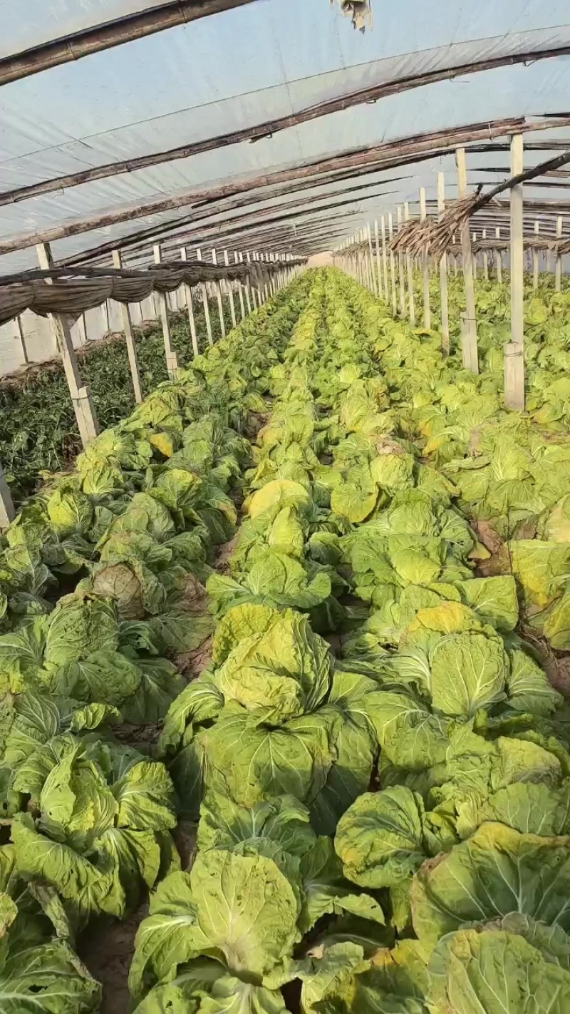 涮锅专用白菜