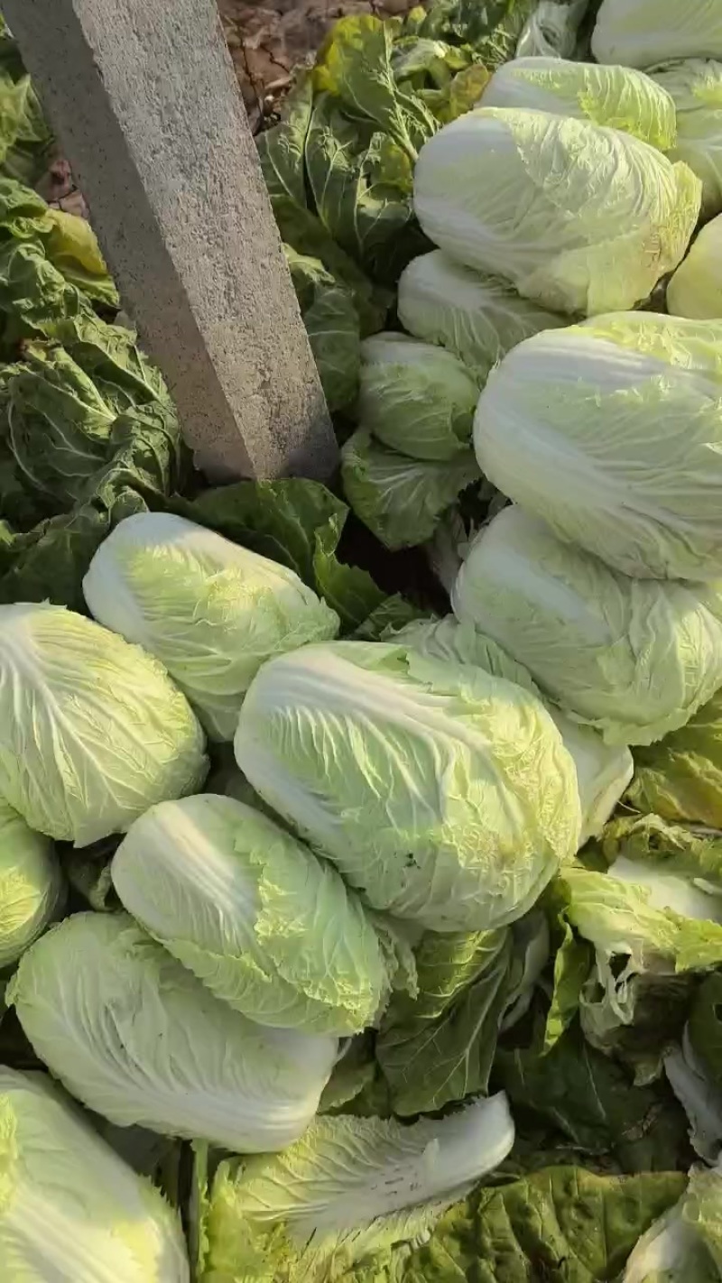涮锅专用白菜