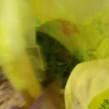 湖南野生猫爪草青苗