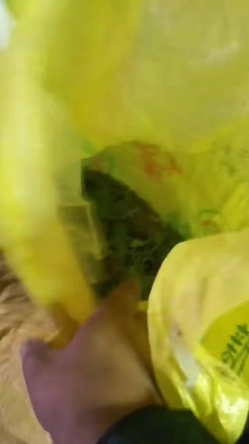 湖南野生猫爪草青苗