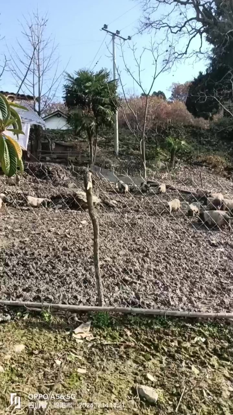 放养巴马香猪