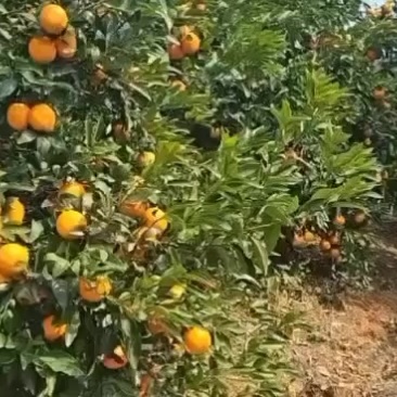 正宗广西沃柑支持商超供应外贸出口电商一件代发
