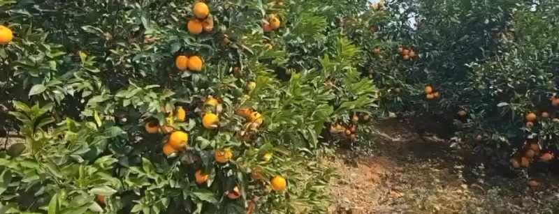 正宗广西沃柑支持商超供应外贸出口电商一件代发