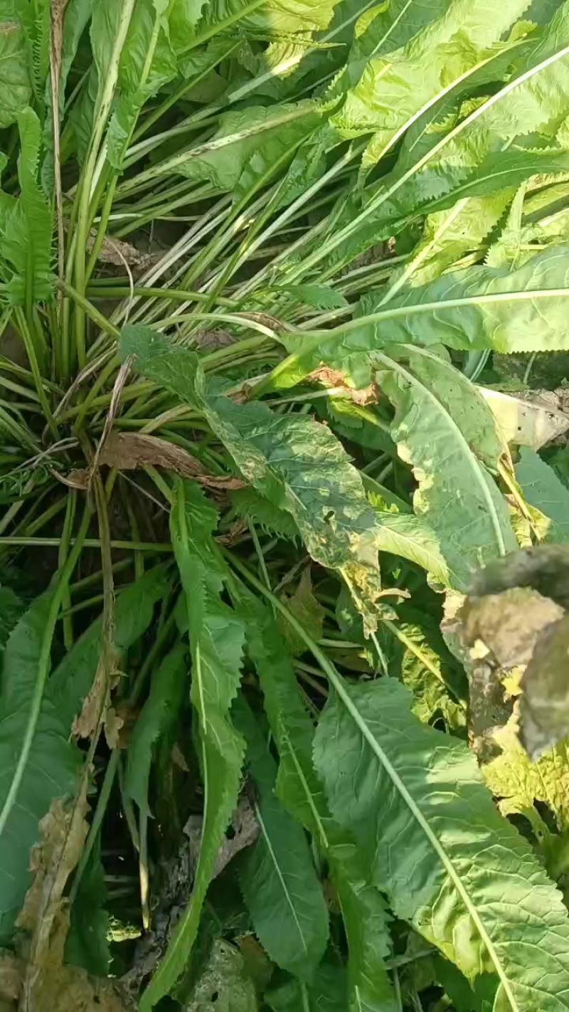 辣根辣根