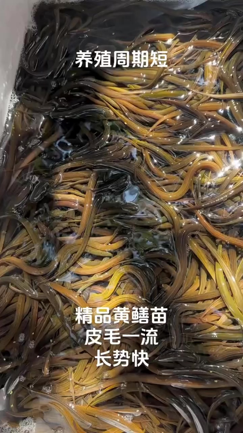 精品黄鳝苗、仿生苗、人工苗、规格齐全