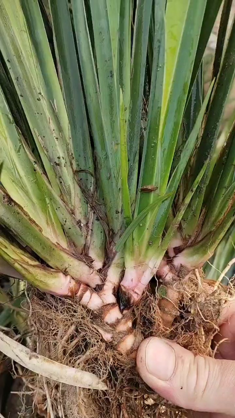 石菖蒲种苗