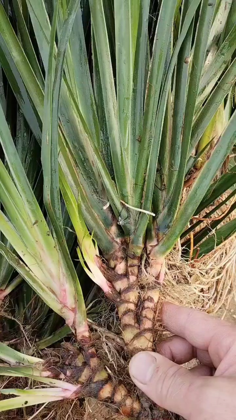 石菖蒲种苗