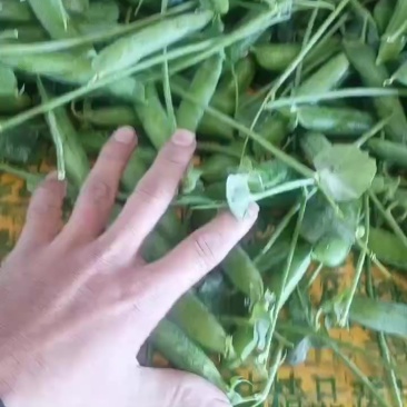 长寿仁碗豆