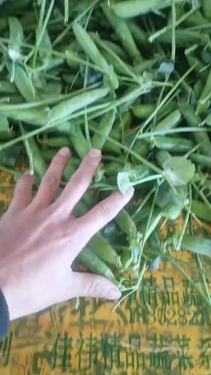 长寿仁碗豆
