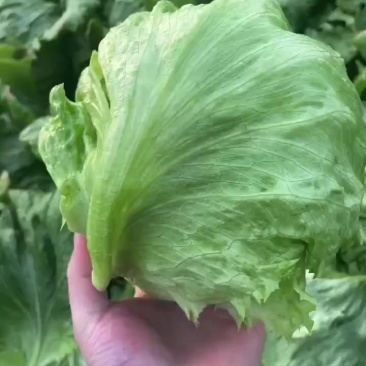 生菜球