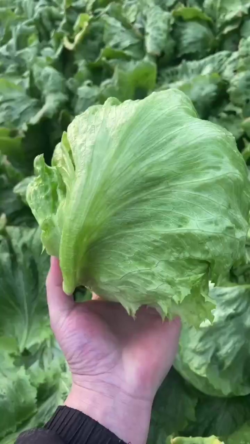 生菜球