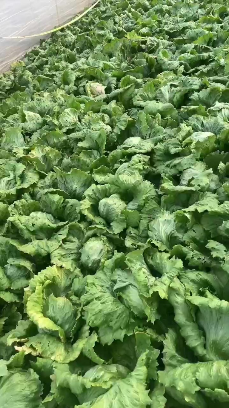 生菜球