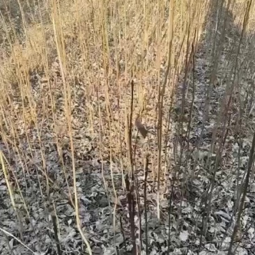 黄柏苗，黄柏种植基地，黄柏两年苗自产自销，