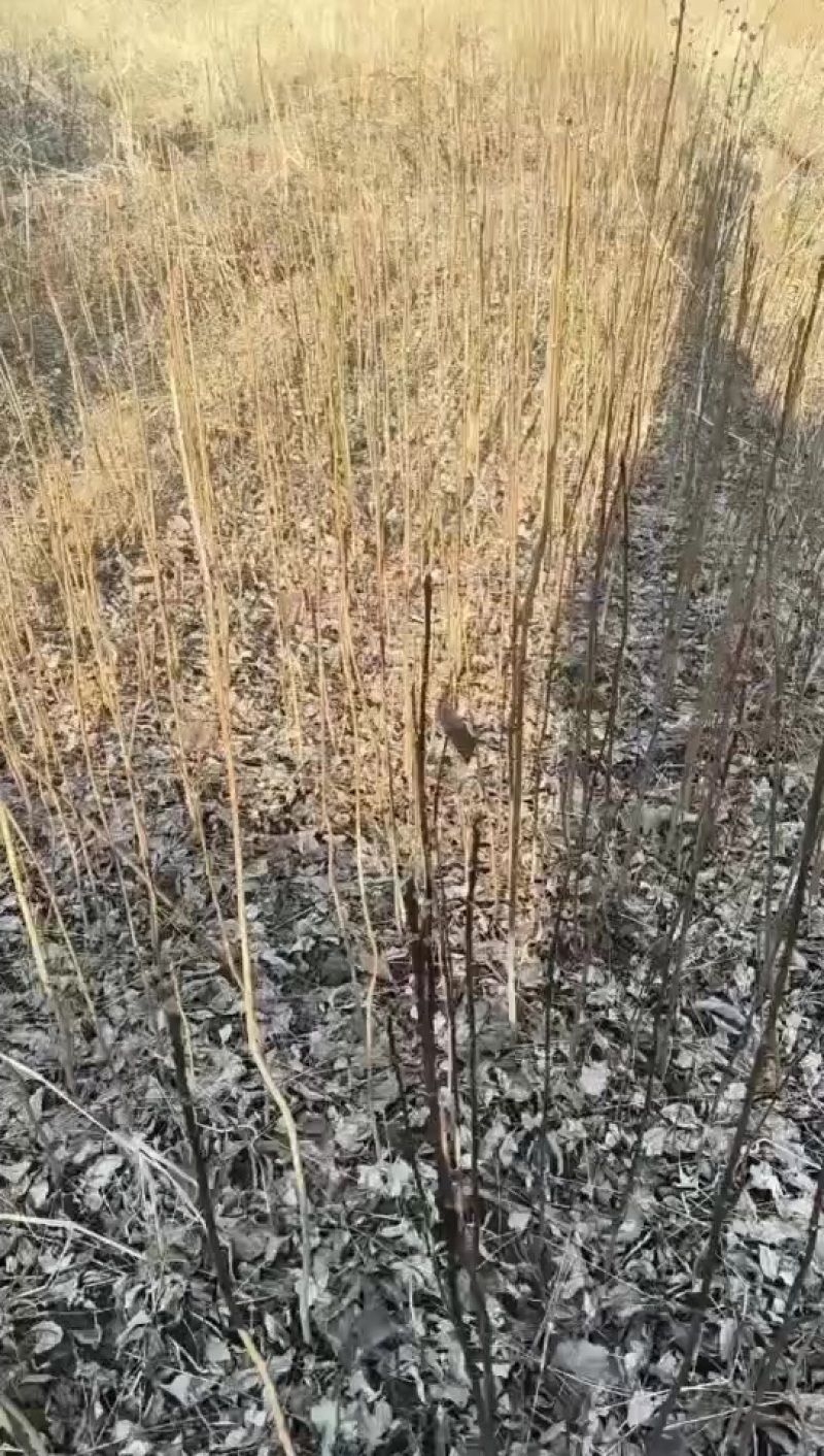 黄柏苗，黄柏种植基地，黄柏两年苗自产自销，