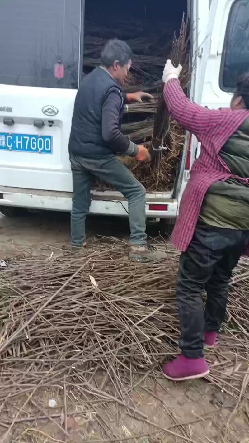 黄柏苗，黄柏种植基地，黄柏两年苗自产自销，