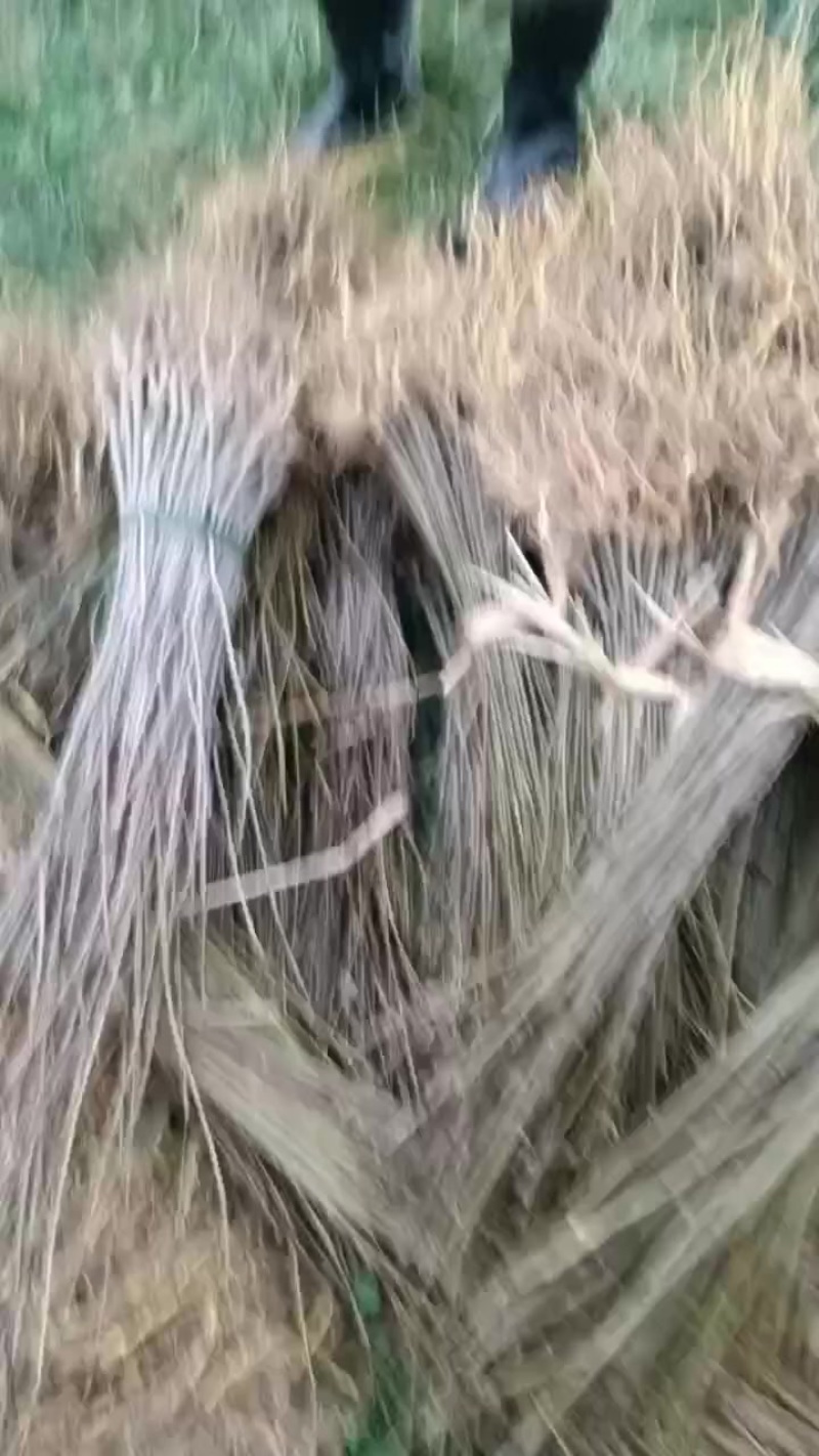 黄柏苗，黄柏种植基地，黄柏两年苗自产自销，