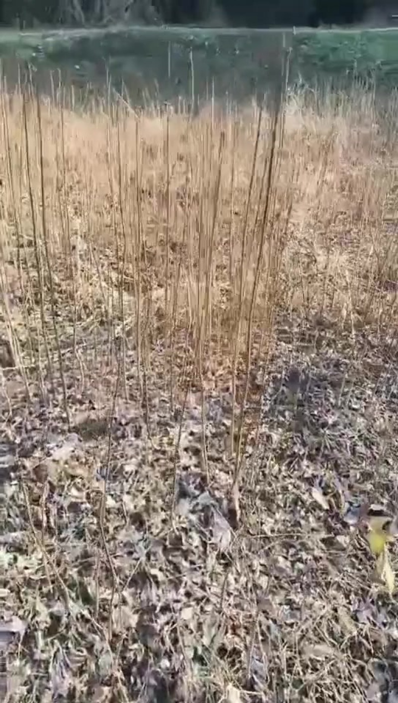 黄柏苗，黄柏种植基地，黄柏两年苗自产自销，