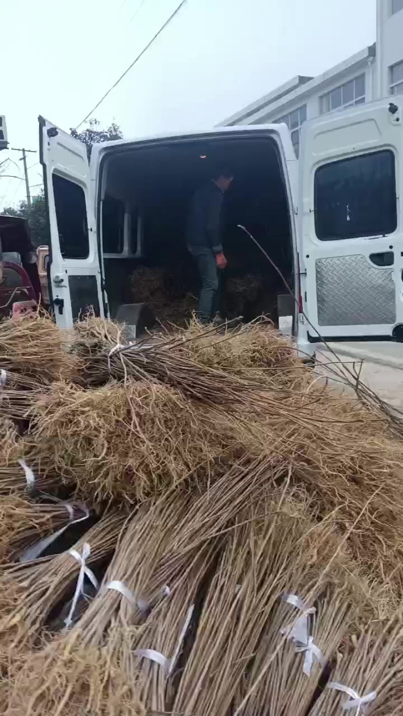黄柏苗，黄柏种植基地，黄柏两年苗自产自销，