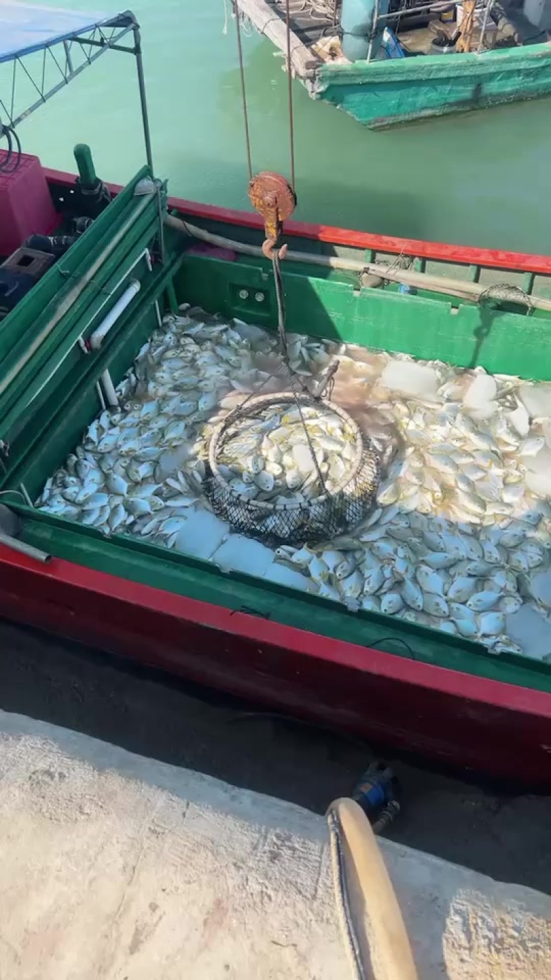 广东特产金鲳鱼，湛江深海正宗水尾码头金鲳鱼，一手货源