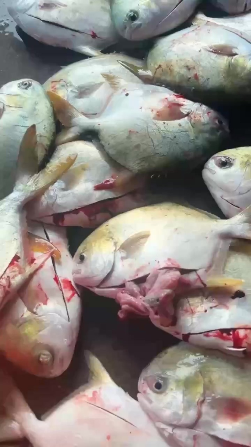 广东特产金鲳鱼，湛江深海正宗水尾码头金鲳鱼，一手货源