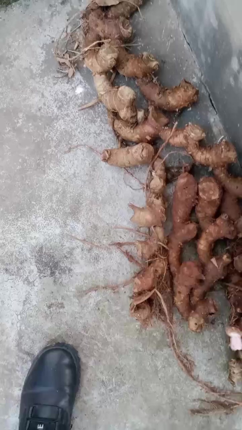 良姜