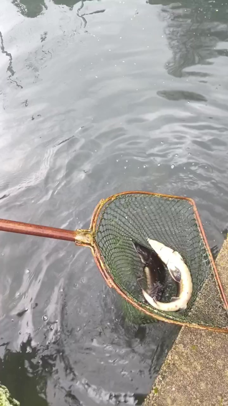 西杂销售