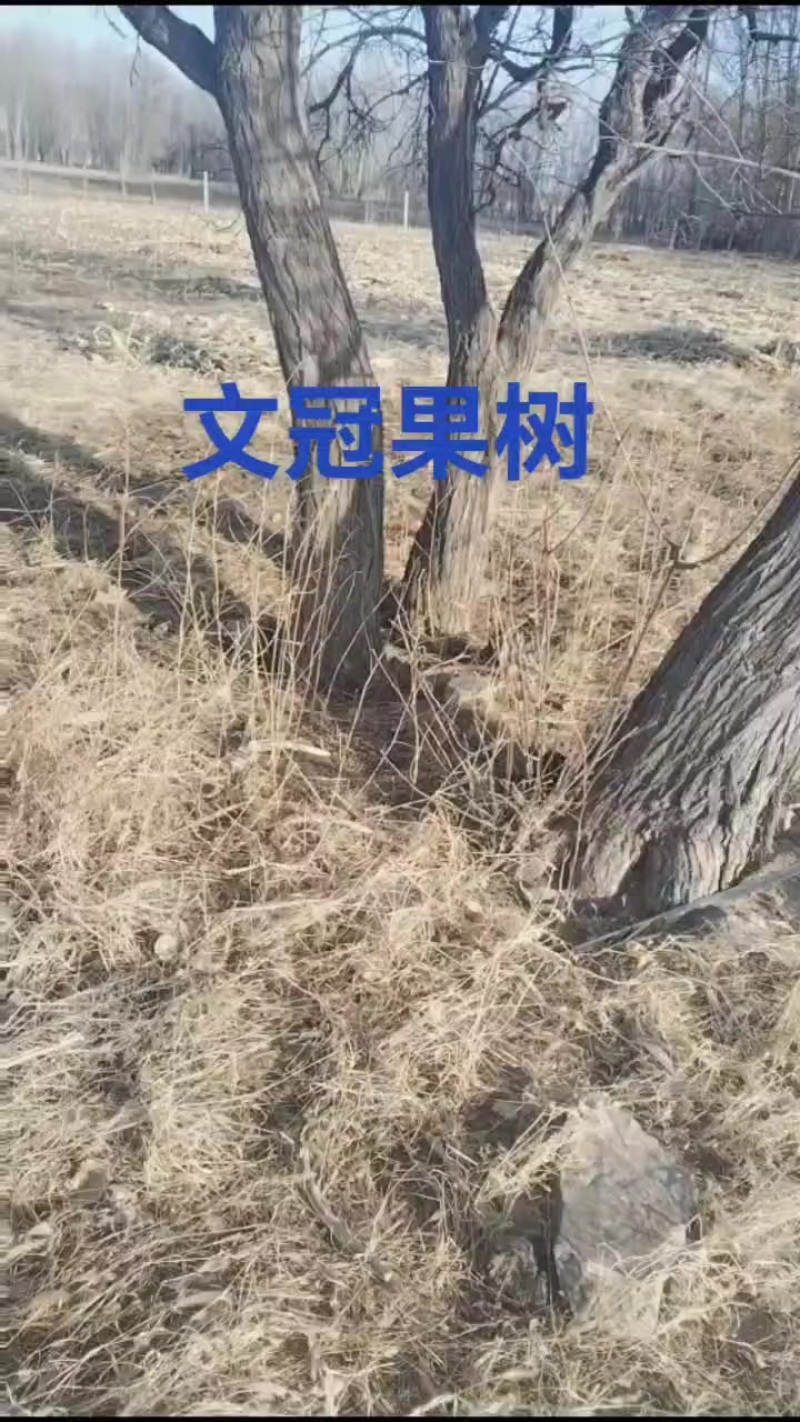 文冠果树