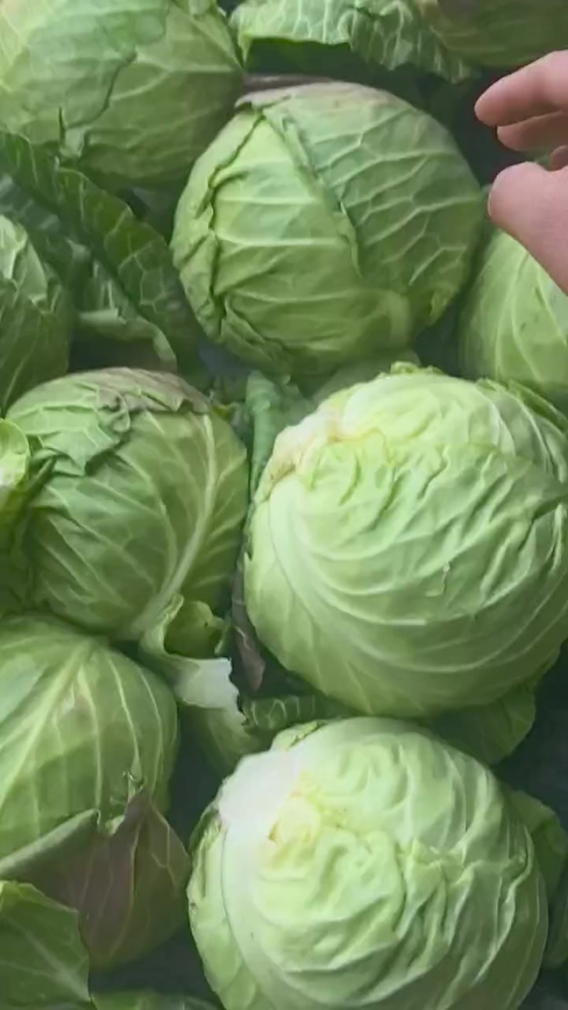 甘蓝