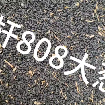 出售铁杆808大葱，种籽。
