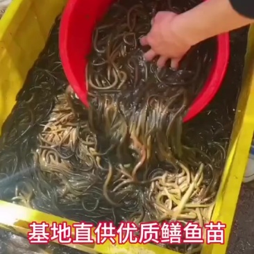 精品黄鳝苗
