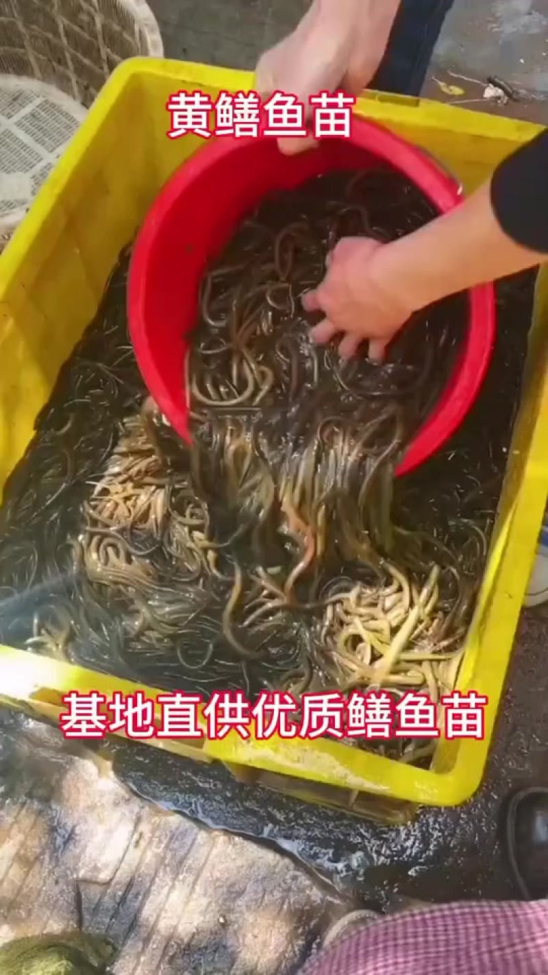 精品黄鳝苗