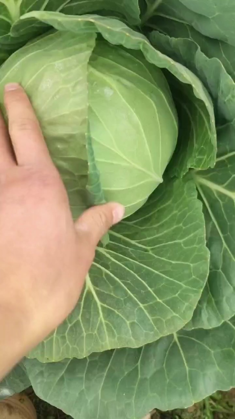云南精品甘蓝