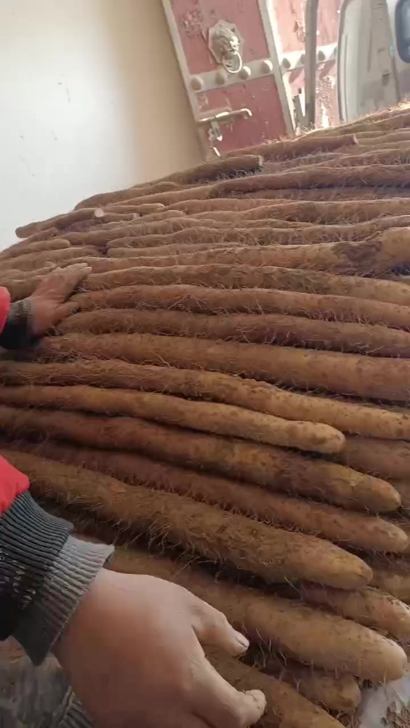 精品山药产地直供