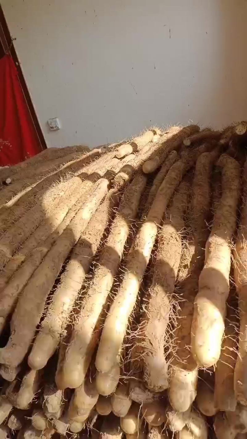精品山药产地直供