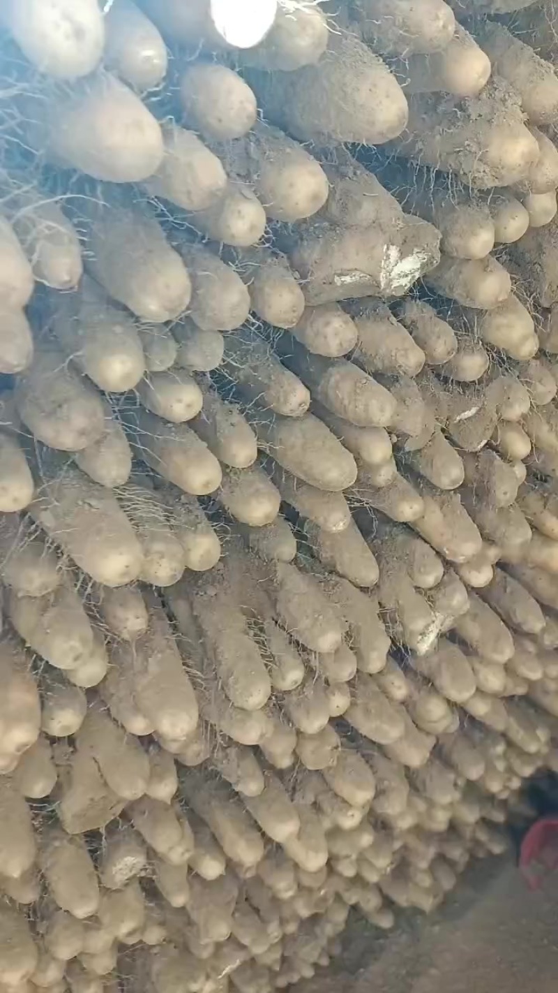 精品山药产地直供