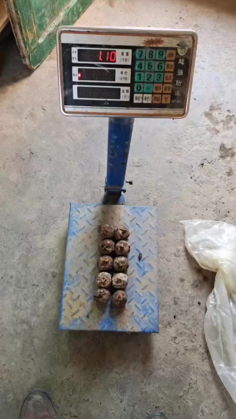 精品马帝