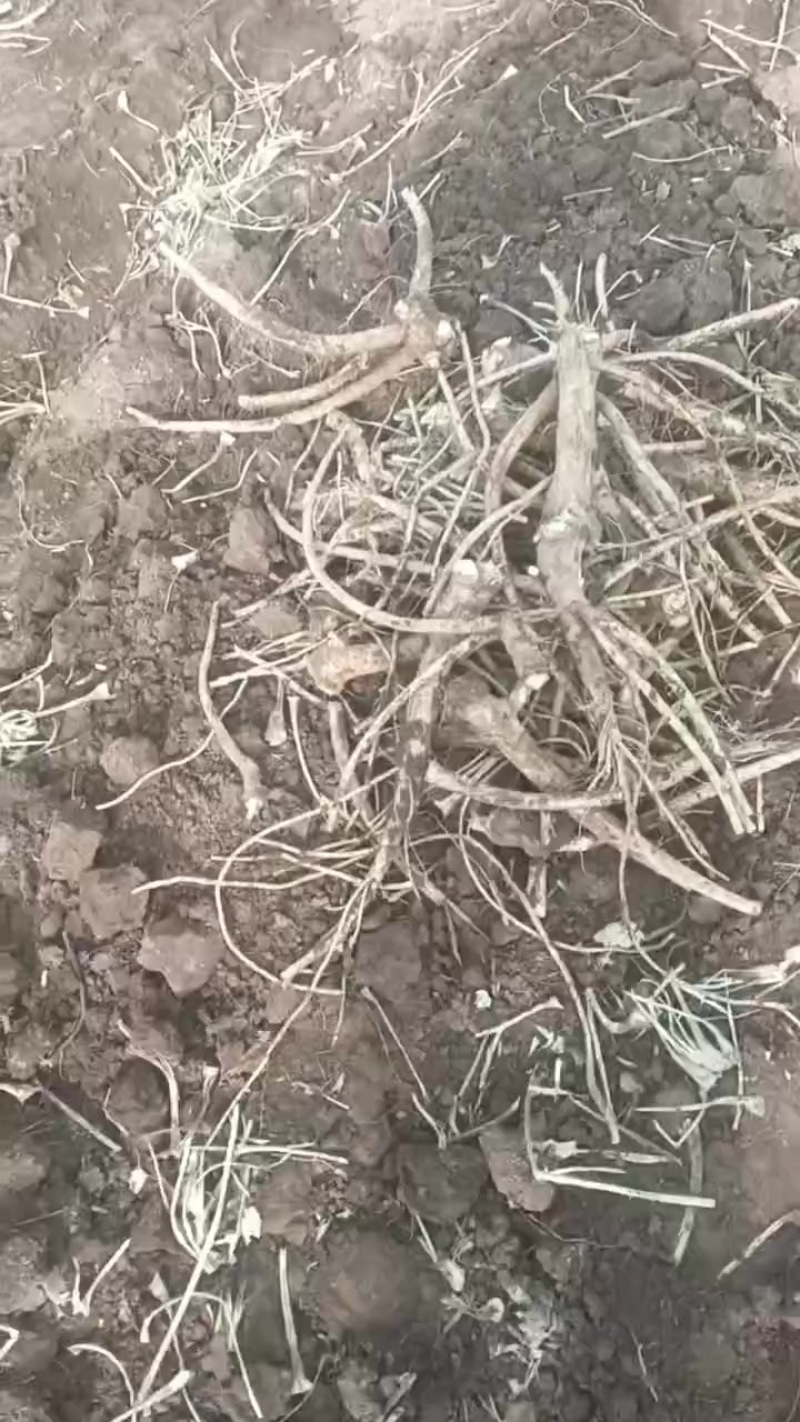 200亩辣根待销