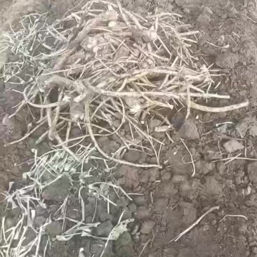 200亩辣根待销