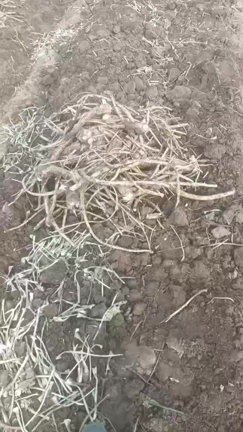 200亩辣根待销